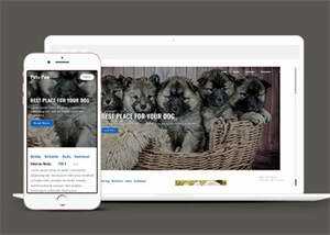 关于宠物狗销售网站模板下载 - 创梦DreamCreation知识站