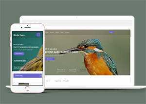 专业鸟类百科HTML网站模板 - 创梦DreamCreation知识站