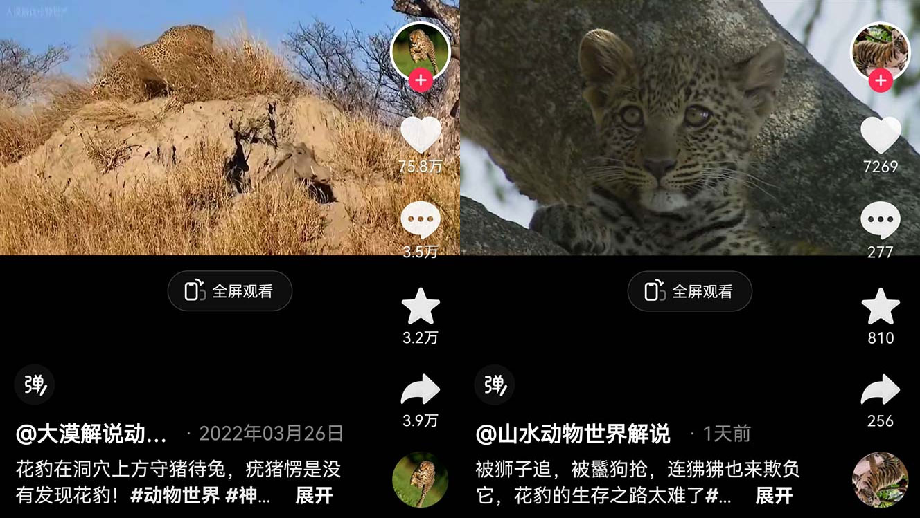 外面卖 1699 的国外纪录片解说：动物、美食、动画片解说，稳过中视频 - 创梦DreamCreation知识站